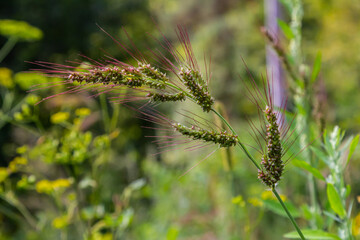 Fototapeta premium Echinochloa crus-galli, commonly known as cockspur or cockspur grass, barnyard millet, Japanese millet, water grass, common barnyard grass, a common weed infesting agriculture fields