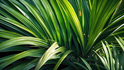 Close-up of vibrant green palm leaves with natural light highlighting the texture and details of the foliage
