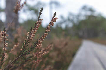 
close-up of a heather bush with small flowers and a blurred view of a wooden boardwalk in the background.