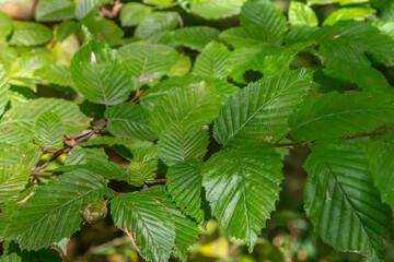 Selective focus of Ulmus pumila celer leaves, European hornbeam or carpinus betulus in the garden, Small leafed plant which forms a dense hedge, Green leaf pattern with sunlight, Nature background
