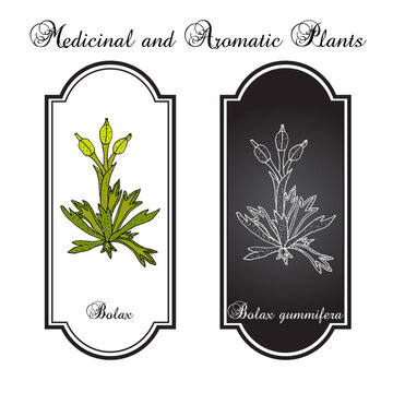 Bolax gummifera, medicinal plant. Hand drawn botanical vector illustration