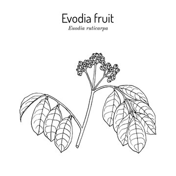 Evodia fruit (Evodia ruticarpa or Tetradium ruticarpum), edible and medicinal plant. Hand drawn botanical vector illustration