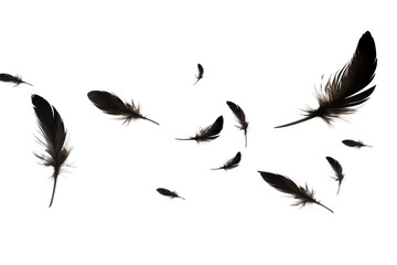 flying black feathers isolated on white or transparent png © David Kreuzberg