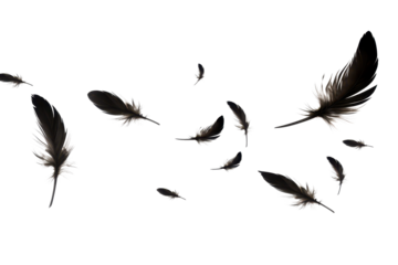 flying black feathers isolated on white or transparent png