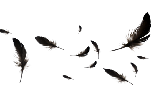 flying black feathers isolated on white or transparent png