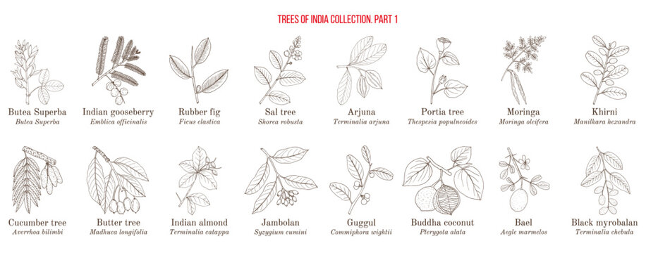 Trees of India collection. Hand drawn botanical vector illustration