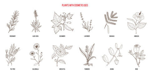 Plants with cosmetic uses, vector collection. Hand drawn botanical illustration