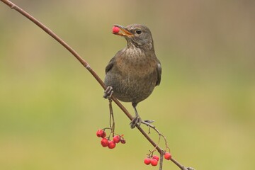 Common blackbird turdus merula bird songbird wildlife nature predator cock o the north, beautiful animal mountain finch, animal, bird watching ornithology, flower bud fauna wildlife Europe