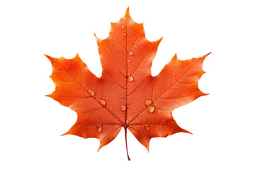 Obraz premium orange autumnal maple leaf with waterdrops isolated on white or transparent png