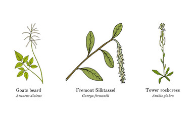 Collection of edible and medicinal plants. Hand drawn botanical vector illustration