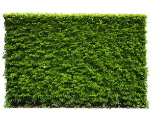 Lush Green Natural Hedge Wall Perfect for Garden and Landscape Design