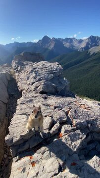 A pika scurries across the rocky terrain at the summit of Sulphur Mountain in Jasper National Park