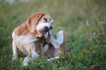 Beagle Dog Scratching Its Body on a Grass Field.
