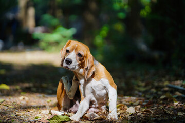Beagle Dog Scratching Its Ear on a Forest Path in Nature