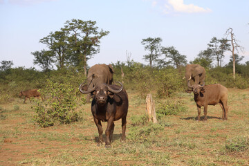 Afrikanischer Elefant und Kaffernbüffel / African elephant and African buffalo / Loxodonta...