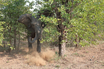 Obraz premium Afrikanischer Elefant / African elephant / Loxodonta africana