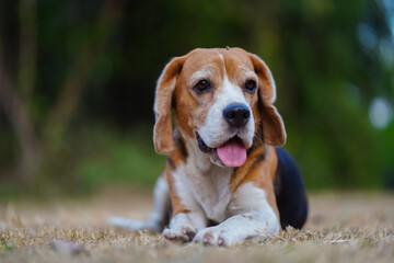 Adorable Beagle Dog Resting Outdoors on a Grass Lawn with Tongue Out