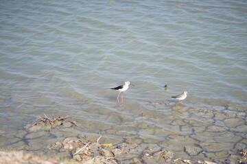 Pair of Birds by a Lake Shoreline in a Natural Landscape Scene