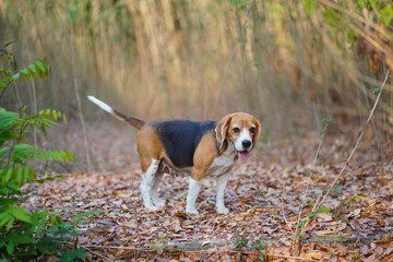 A Cute Beagle Dog Standing Outdoors on The Autamn Leaves With Nature in the Background