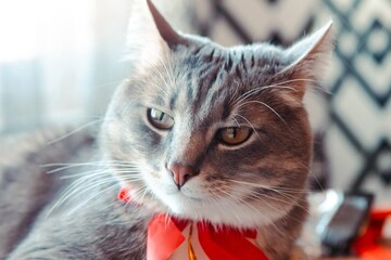 Portrait of young grey cat with bright red bow tie. Festive domestic cat during the holiday