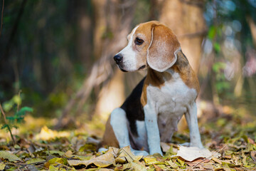 Attentive Beagle Dog Sitting Outdoors With Nature in the Background