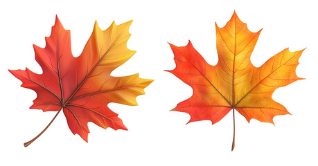 autumn maple leaf