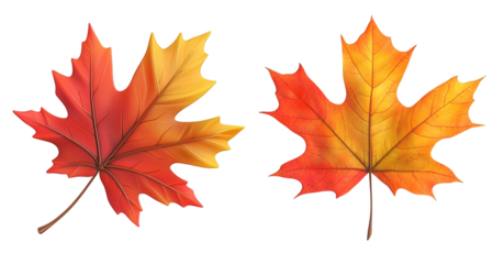 autumn maple leaf