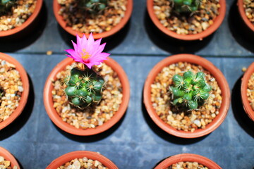 A Pink Cactus Flower Blooming Amid Decorative Potted Cacti on Gravel Soil