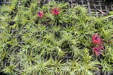 Fototapeta premium Air Plants 