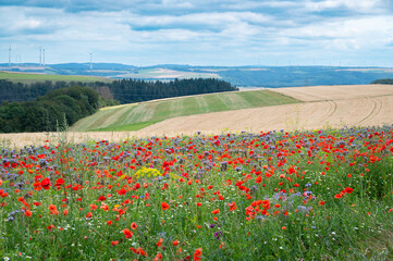 Meadow with poppy, daisy and flaxseed flowers, blooming wildflower field, nature in summer, environment and ecology concept, wheat field 