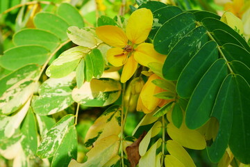 Fototapeta premium Bunga tengguli or Glaucous Cassia flower (Cassia fistula) variegated leaves type.Beautiful yellow flower blooming in garden, commonly grow in wet tropics.