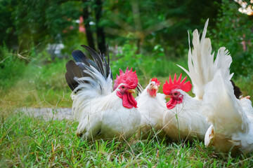 Free-range Thai white bantam and white-black tail bantam chickens in the grass field.