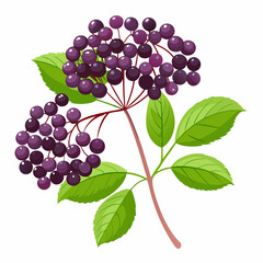 Obraz premium elderberry