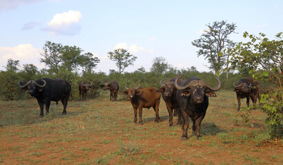 Obraz premium Kaffernbüffel / African buffalo / Syncerus caffer