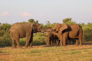 Afrikanischer Elefant / African elephant / Loxodonta africana
