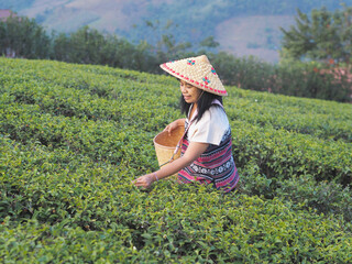 Woman picking tea leaves in tea plantation
