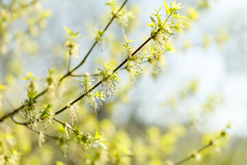 A close-up of a tree branch with fresh green leaves and delicate blossoms, symbolizing the renewal and beauty of spring.