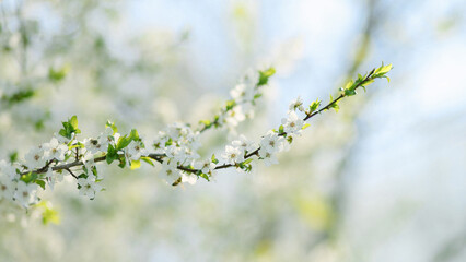 A close-up of delicate white spring blossoms on a tree branch with fresh green leaves, set against a soft-focus natural background.