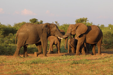 Fototapeta premium Afrikanischer Elefant / African elephant / Loxodonta africana