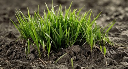 Fresh green grass growing in dark soil with natural light highlighting its texture and vibrant color