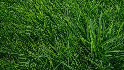 Vibrant green grass texture in a natural landscape with fresh blades and varying heights in a close-up view