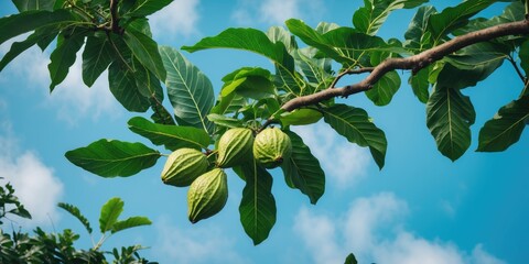 Fototapeta premium Cacao tree branch with green fruits and large leaves against a blue sky background