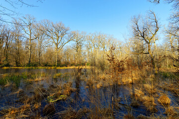 Fototapeta premium The Mare aux Evées stream in Fontainebleau forest