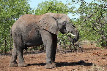 Fototapeta premium Afrikanischer Elefant / African elephant / Loxodonta africana