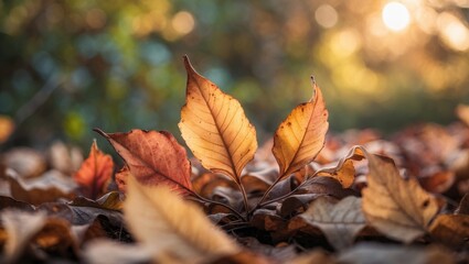 Close-up of autumn leaves on the ground with sunlight filtering through trees in the background creating warm tones and depth