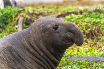 Portrait of a male elephant seal, Drakes Beach, California