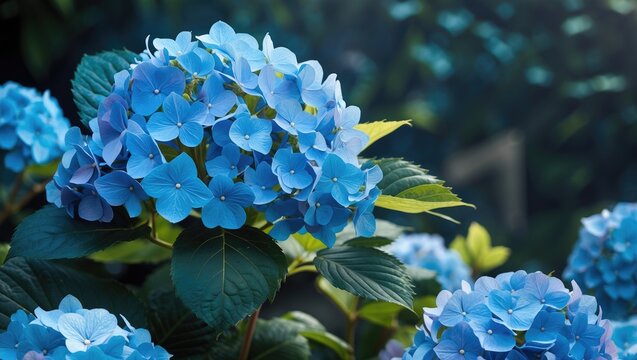 Bright blue hydrangea flowers in full bloom with lush green leaves against a blurred garden background. - Powered by Adobe
