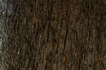 surface for trunk of big tree.