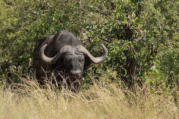 Obraz premium Kaffernbüffel / African buffalo / Syncerus caffer