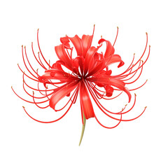 3D spider lily with elegant red curls